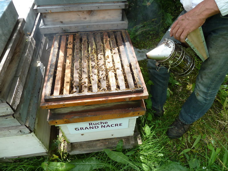 La ruche Grand nacre
