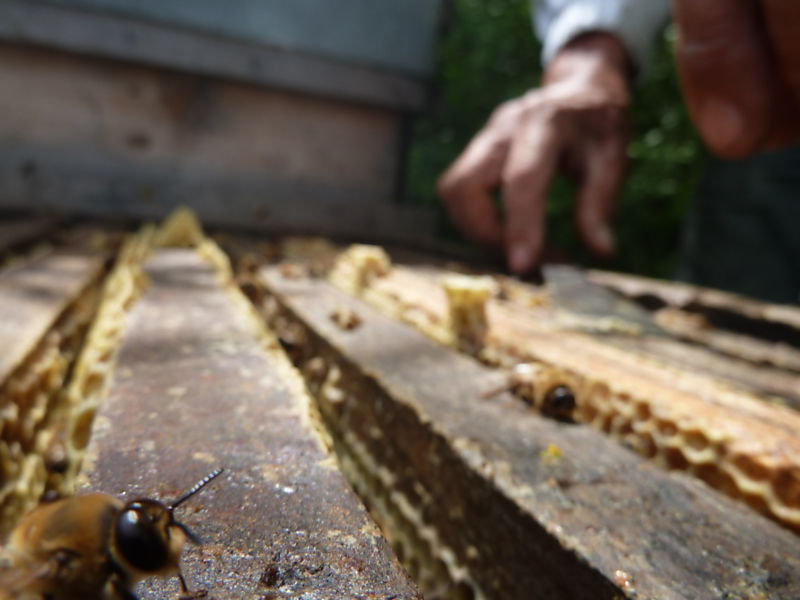 La ruche Grand nacre