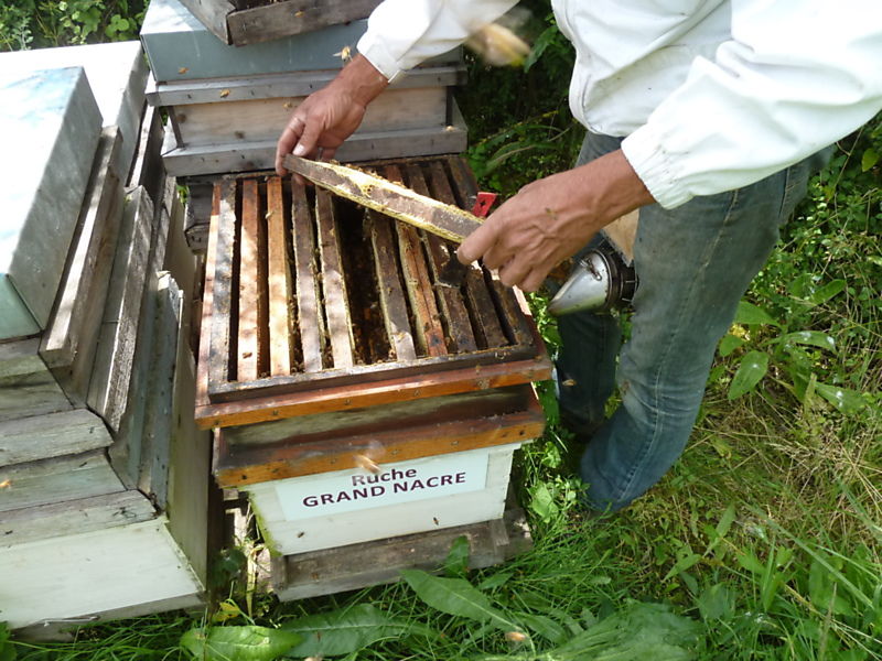 La ruche Grand nacre