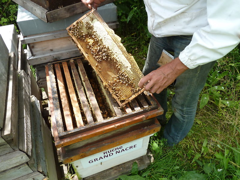 La ruche Grand nacre