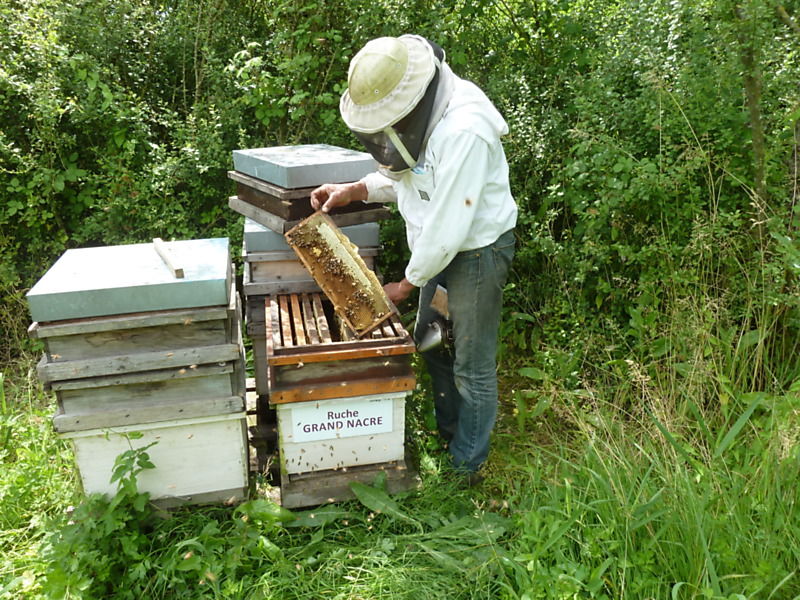 La ruche Grand nacre