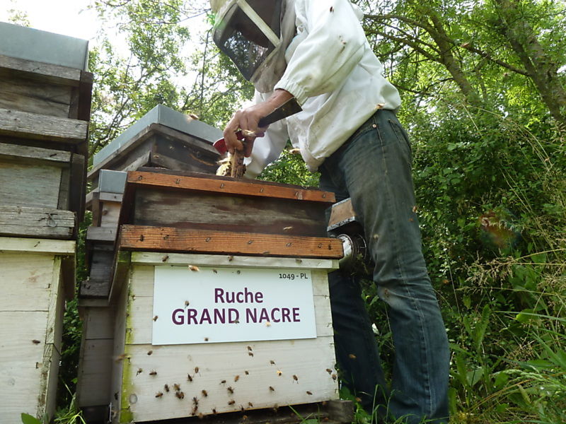 La ruche Grand nacre