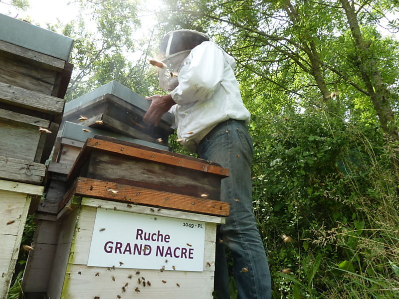 La ruche Grand nacre