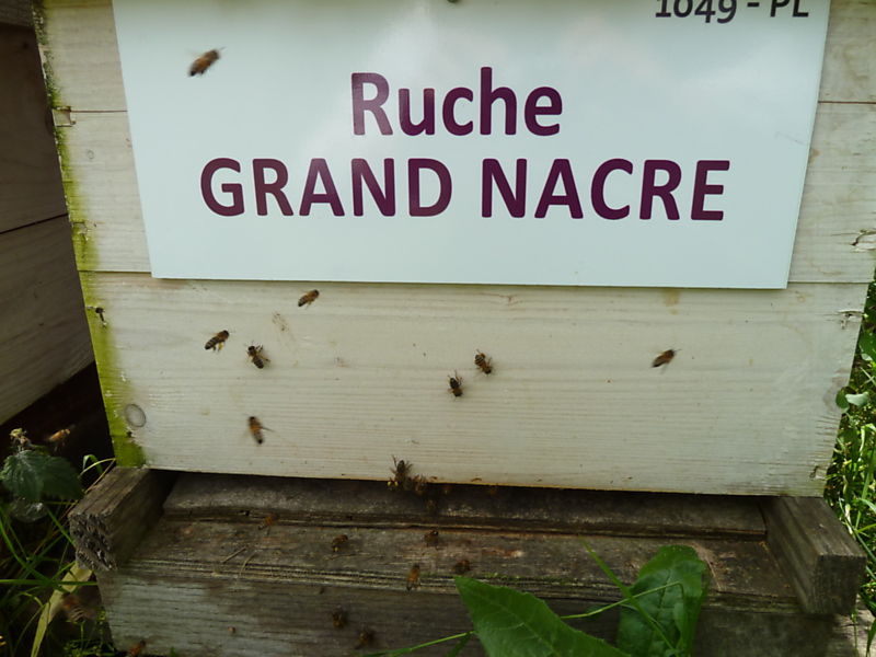 La ruche Grand nacre