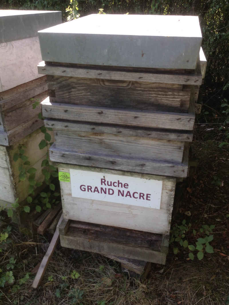La ruche Grand nacre