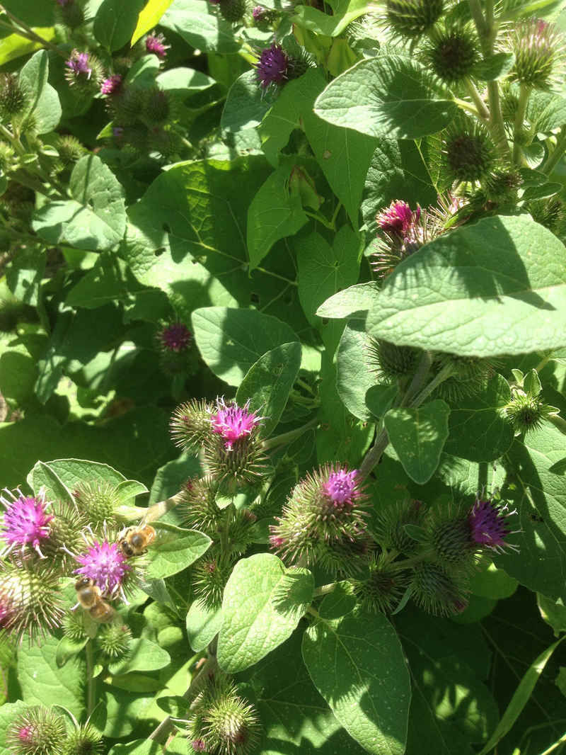 La ruche Grand nacre