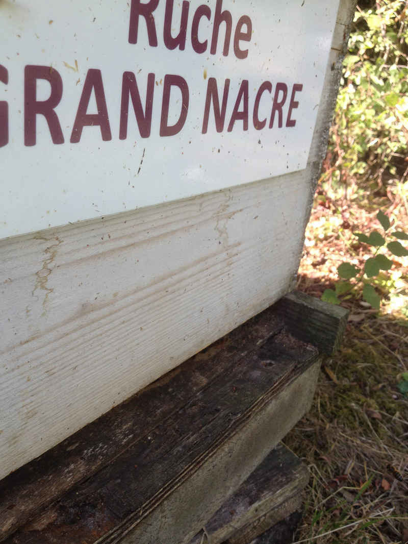 La ruche Grand nacre