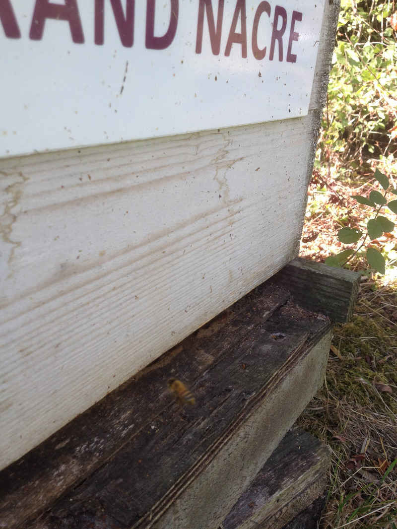 La ruche Grand nacre