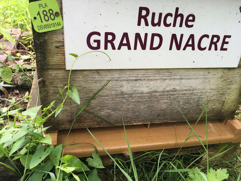 La ruche Grand nacre