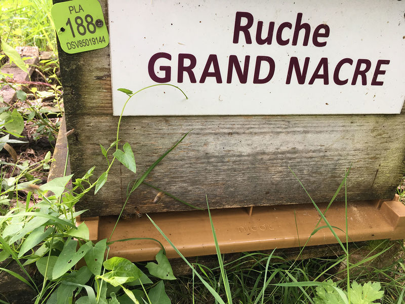 La ruche Grand nacre