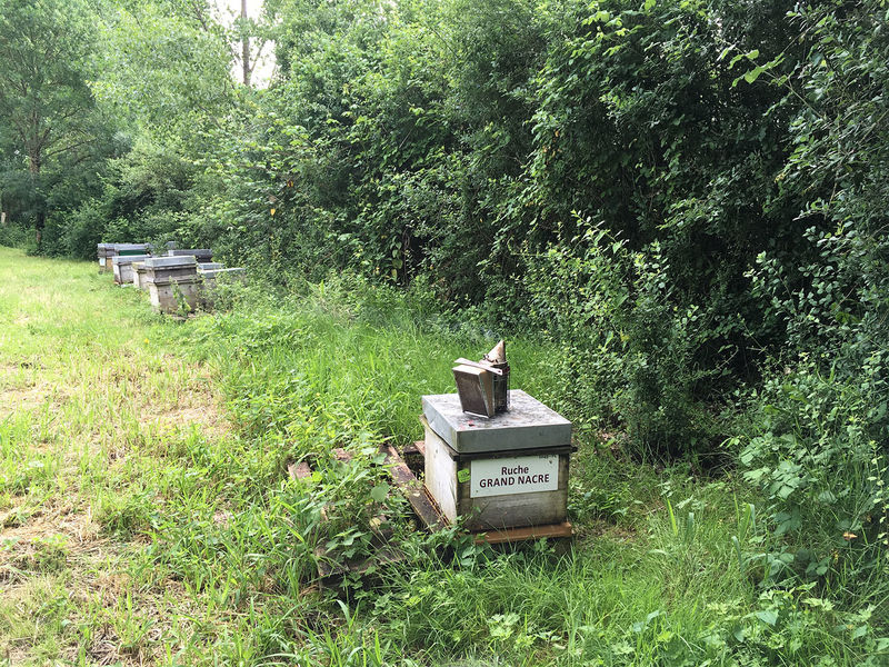 La ruche Grand nacre
