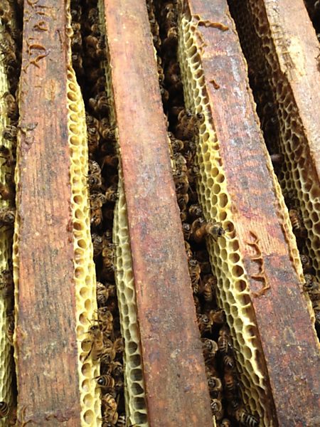 La ruche Grand nacre