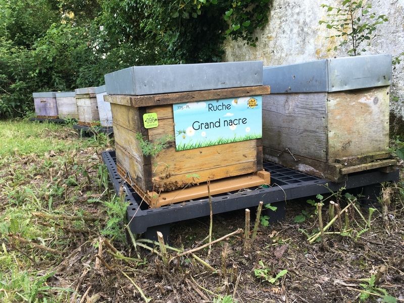 La ruche Grand nacre