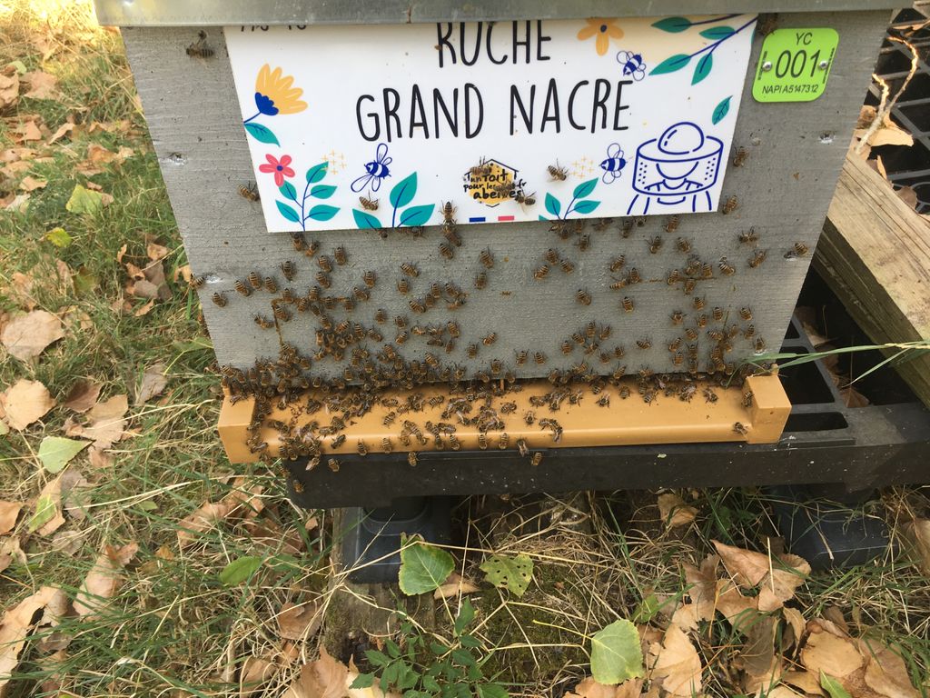 La ruche Grand nacre