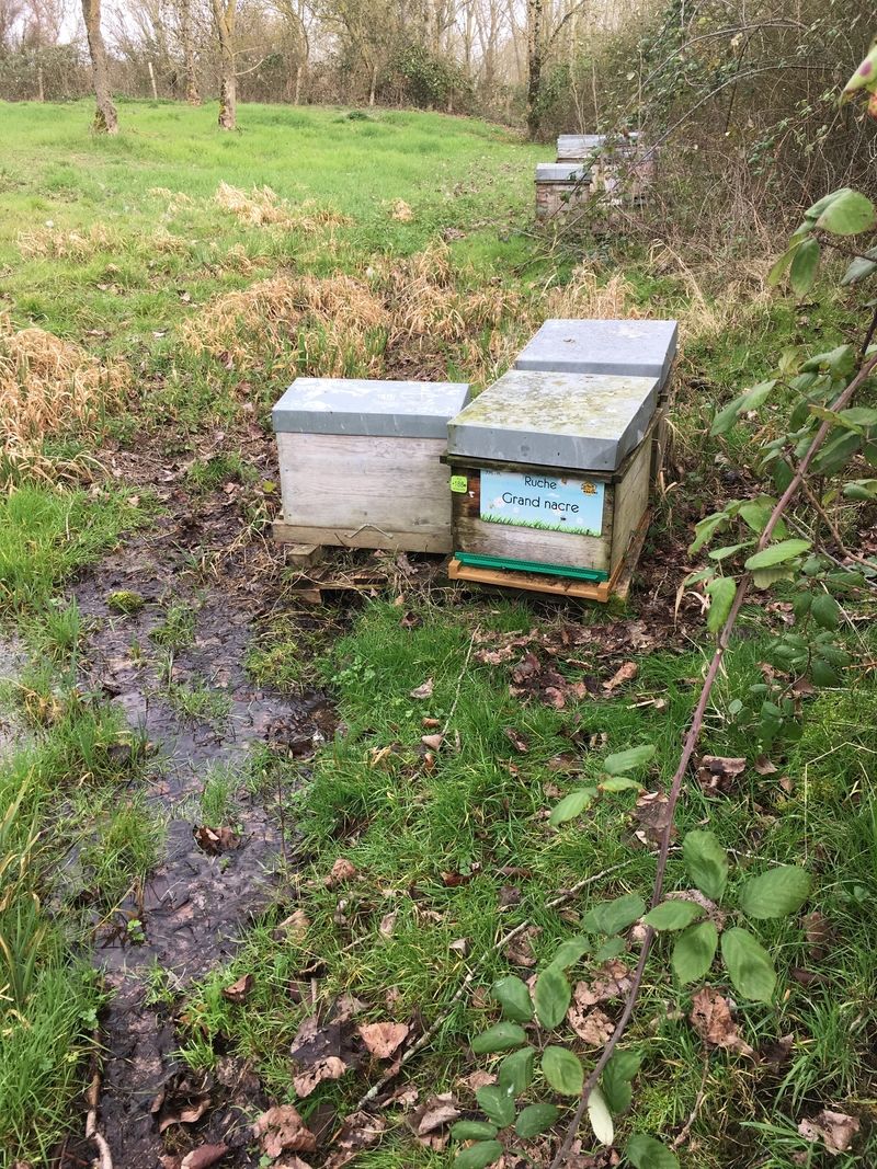 La ruche Grand nacre