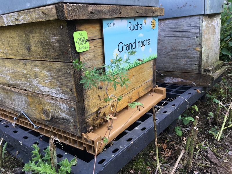 La ruche Grand nacre