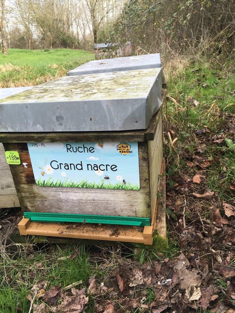 La ruche Grand nacre