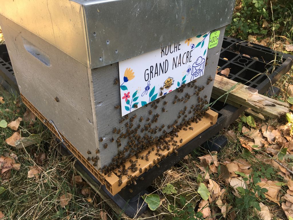 La ruche Grand nacre