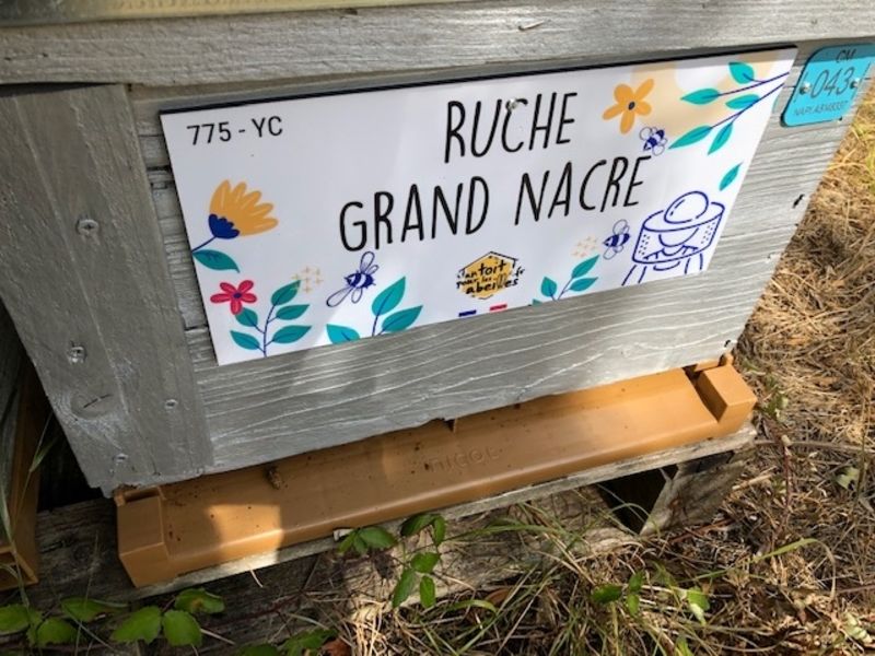 La ruche Grand nacre