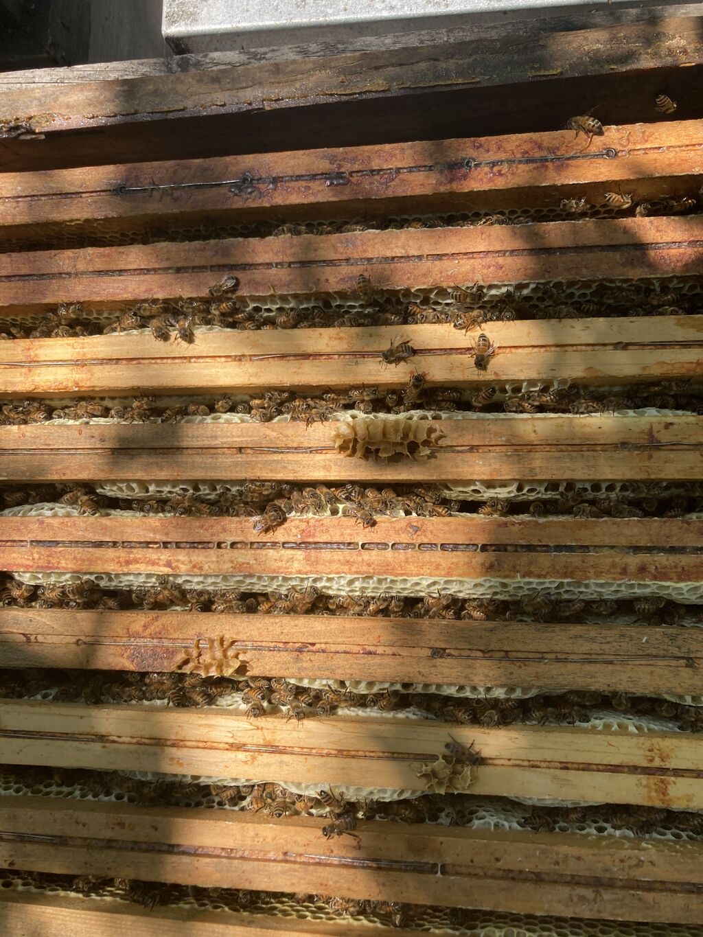 La ruche Grand nacre