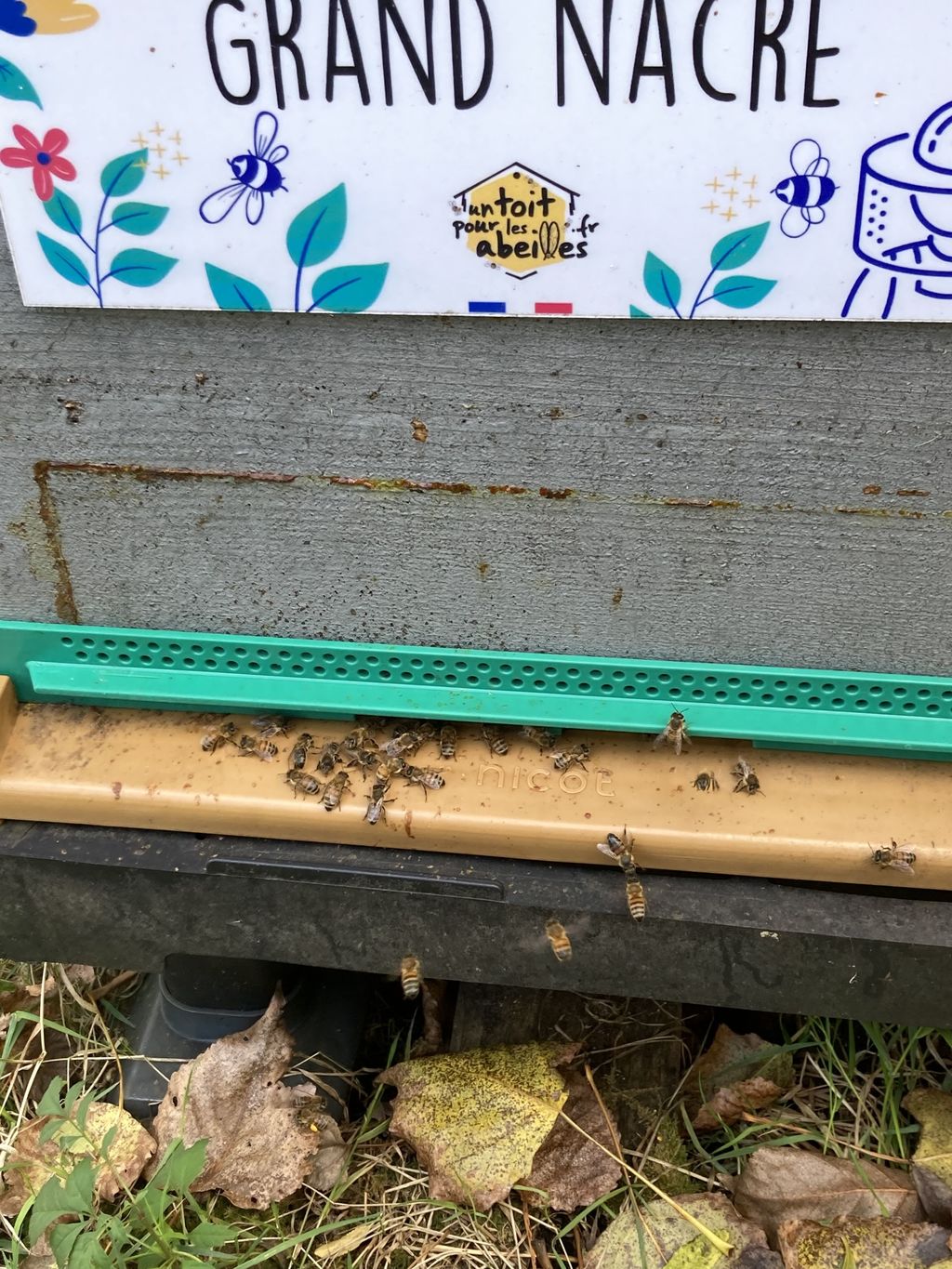 La ruche Grand nacre