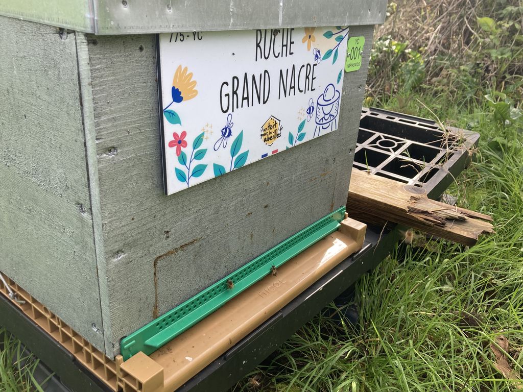 La ruche Grand nacre