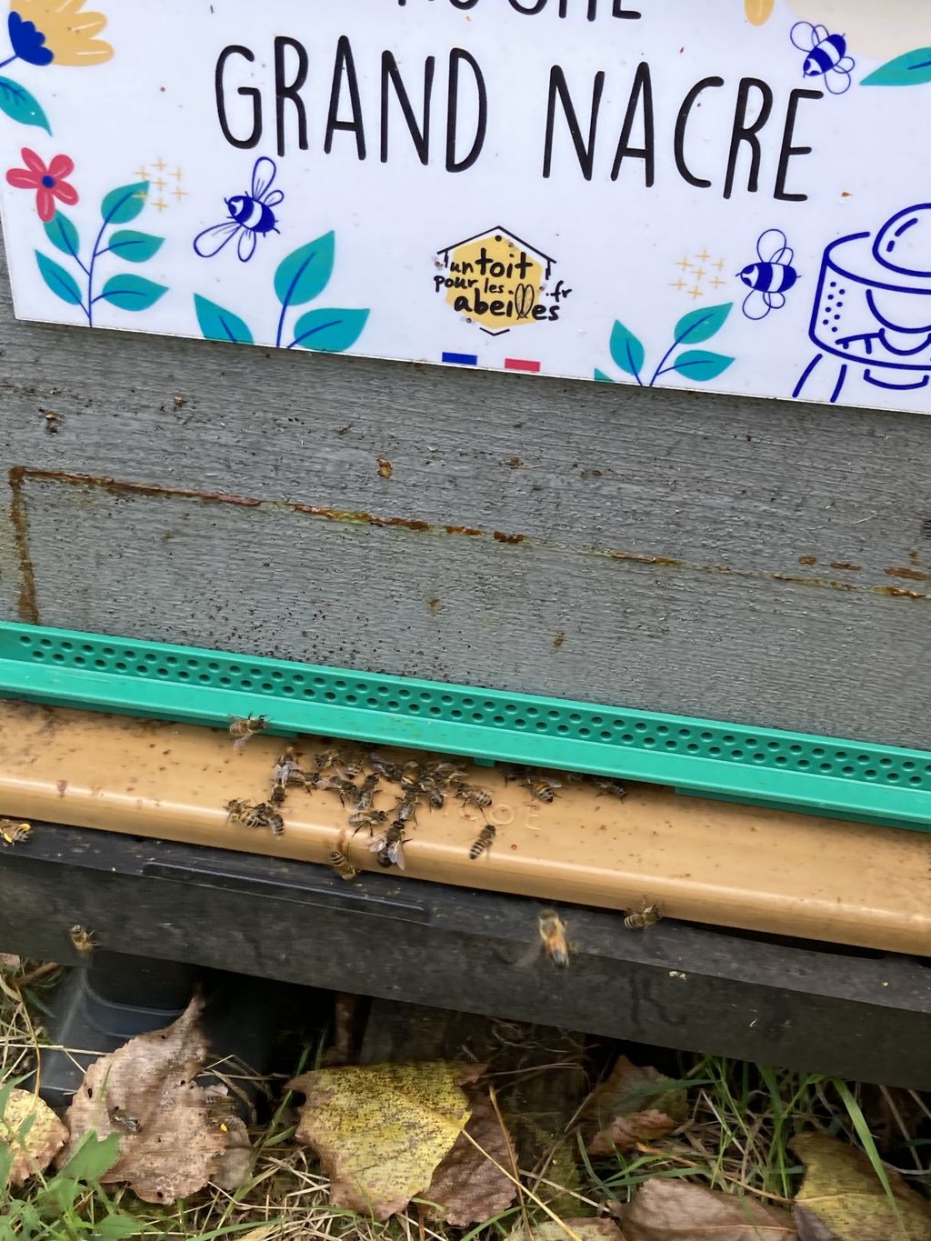 La ruche Grand nacre