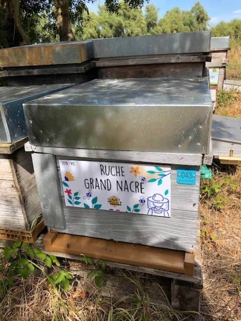 La ruche Grand nacre