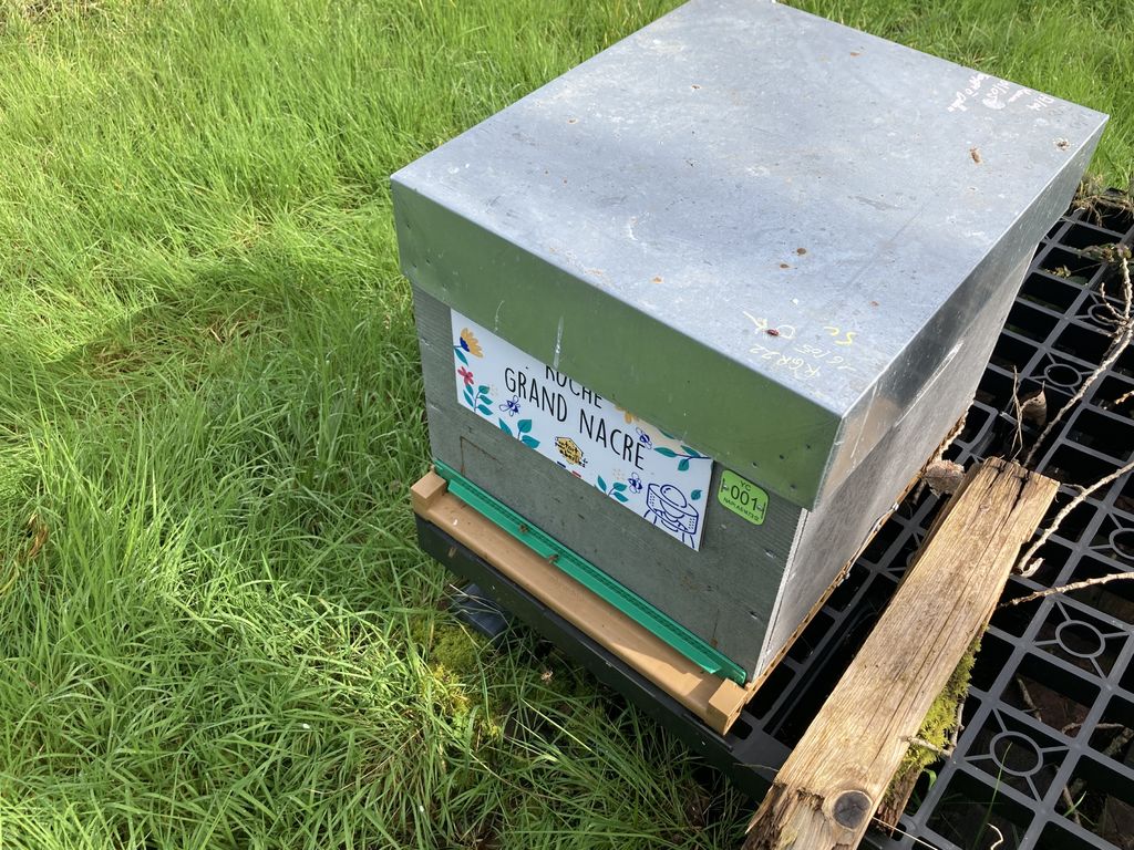 La ruche Grand nacre