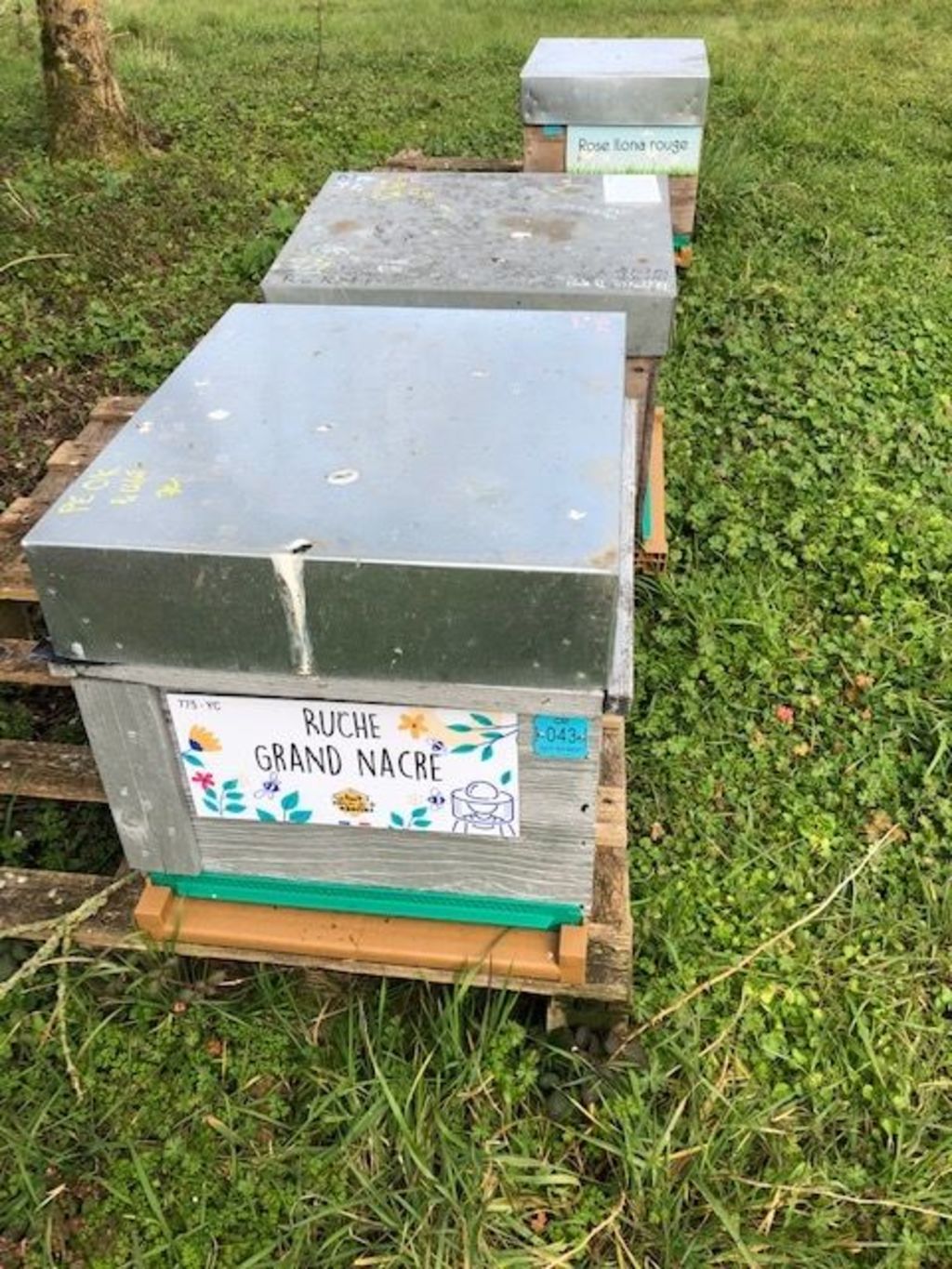 La ruche Grand nacre