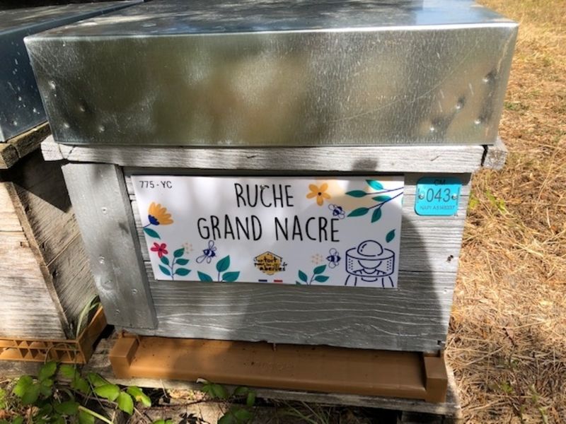 La ruche Grand nacre