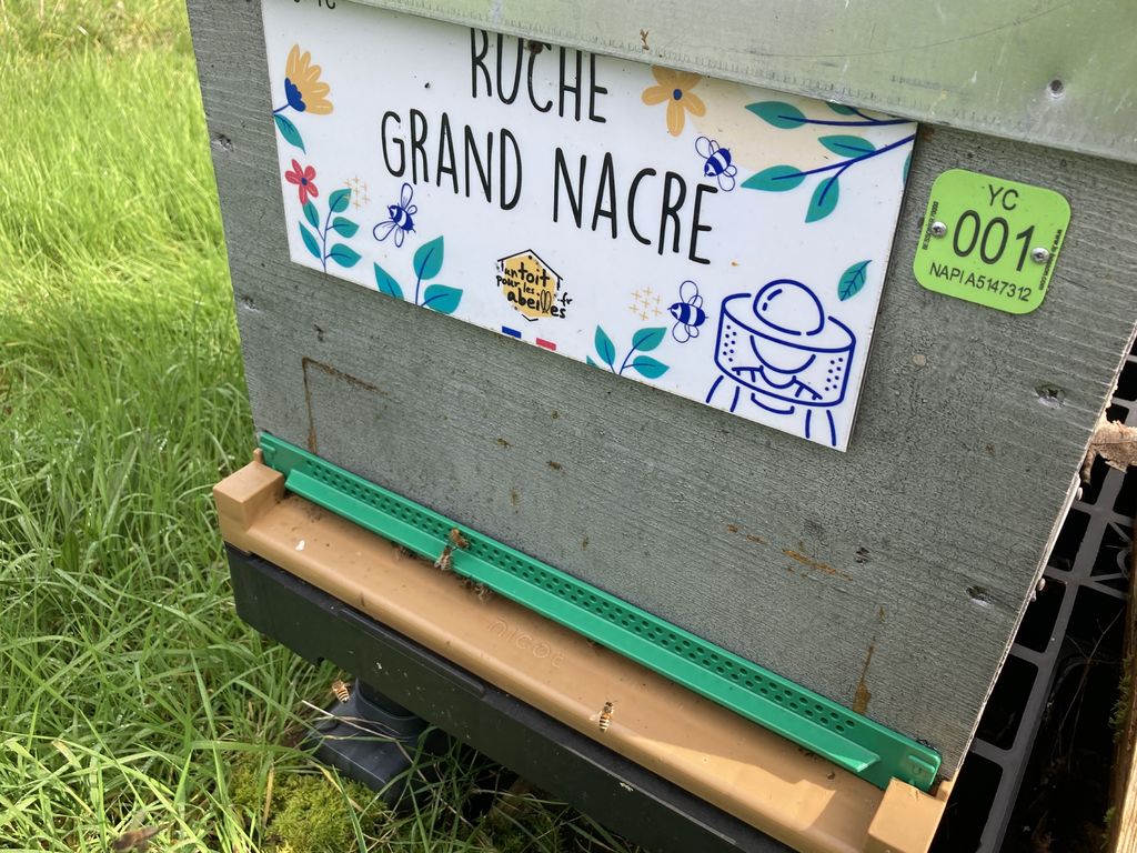 La ruche Grand nacre