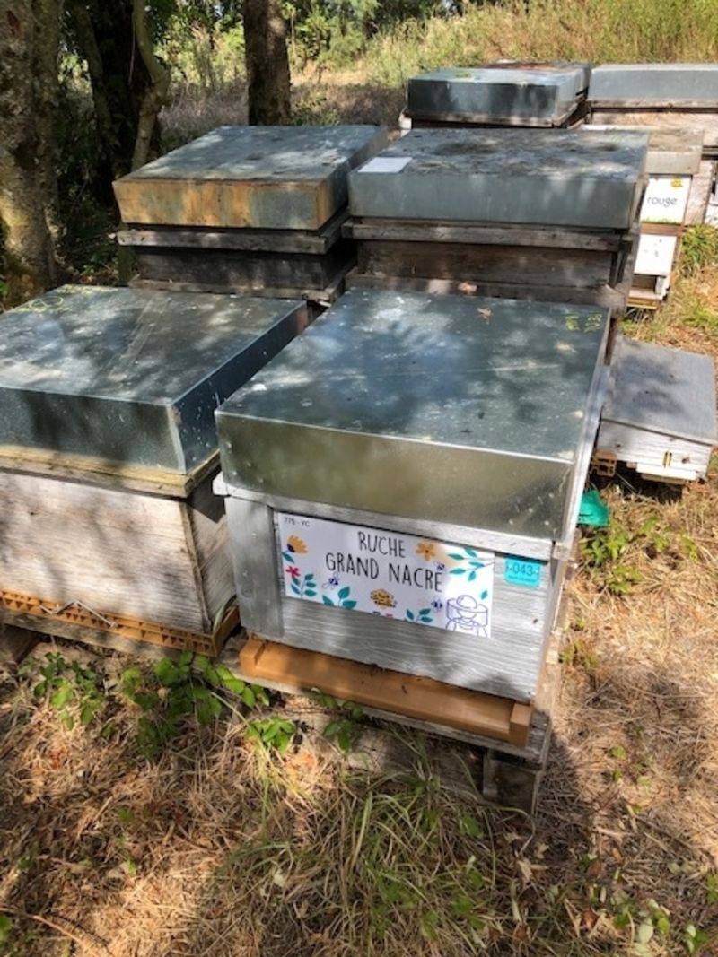La ruche Grand nacre