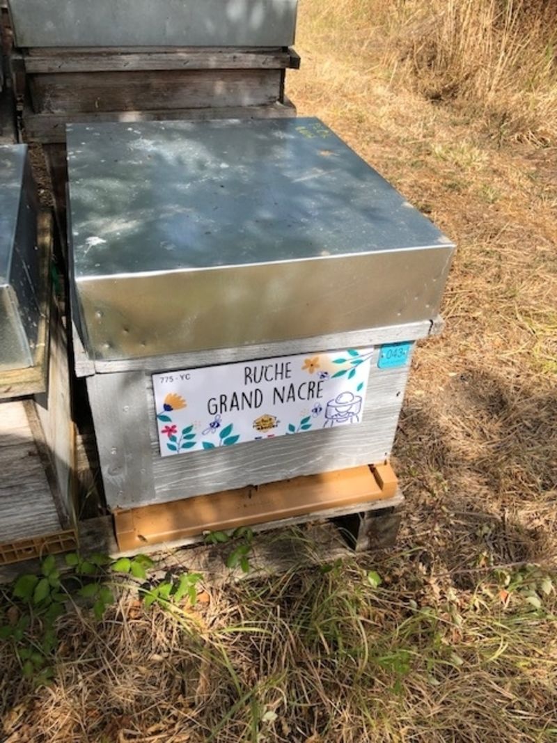La ruche Grand nacre