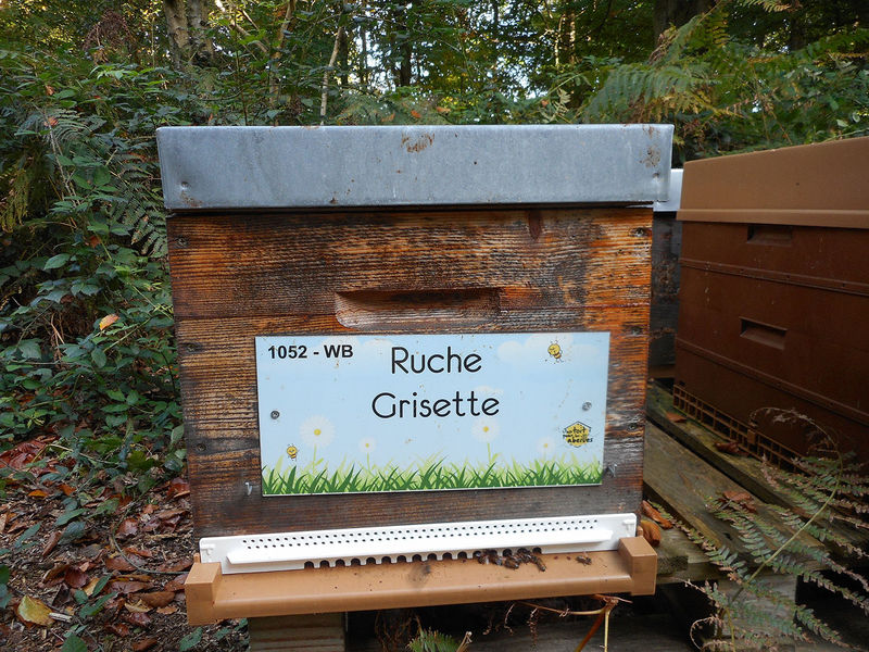La ruche Grisette