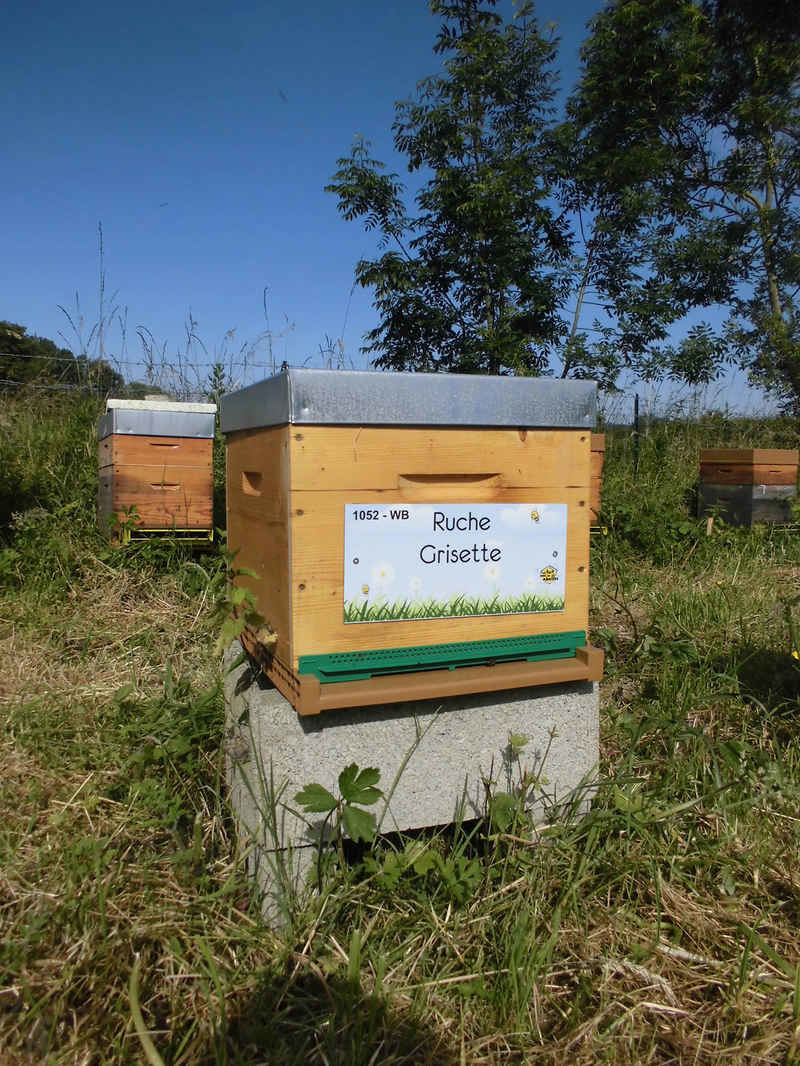 La ruche Grisette