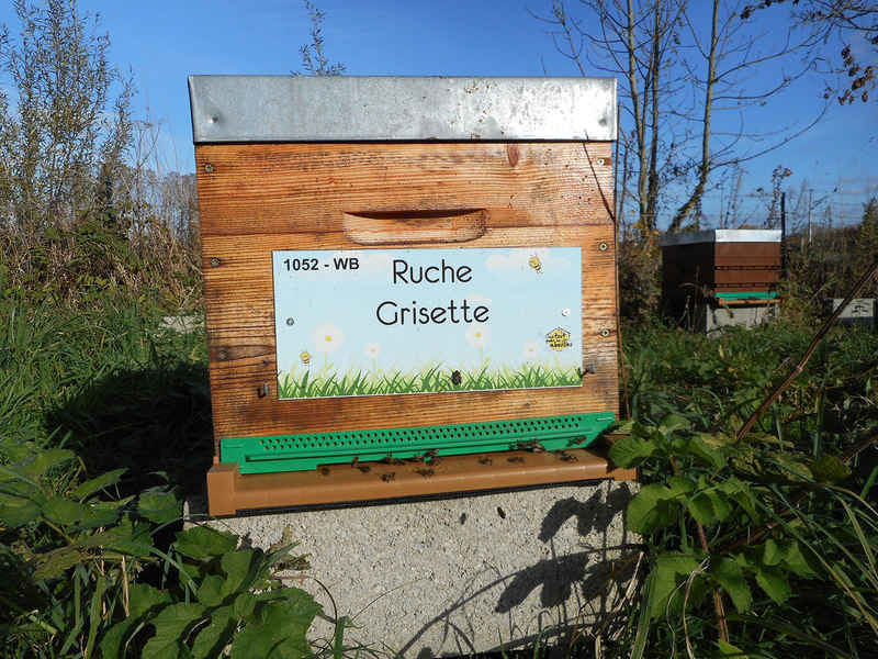 La ruche Grisette