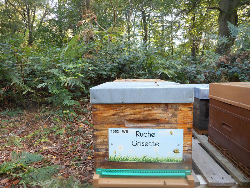 La ruche Grisette