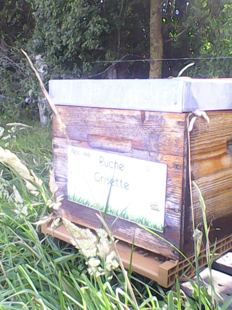 La ruche Grisette