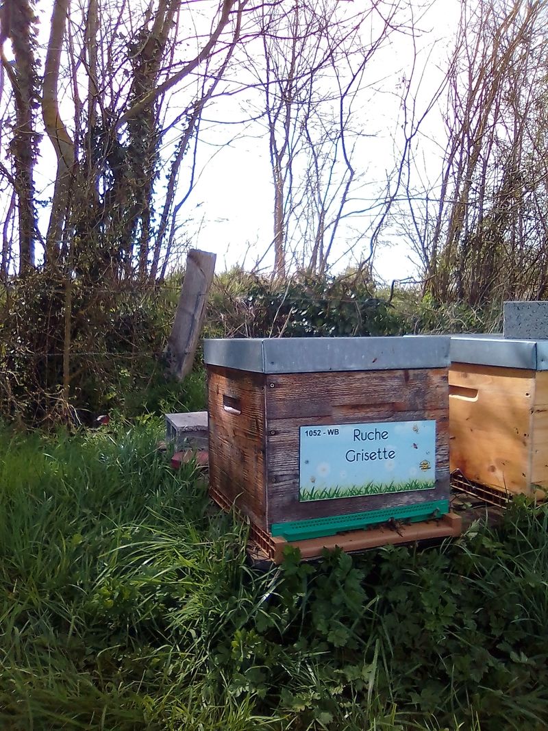 La ruche Grisette