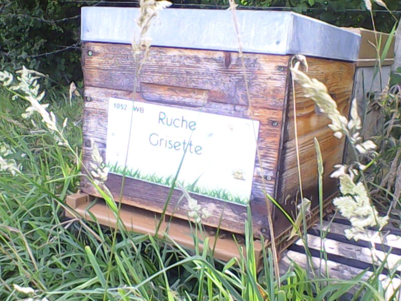 La ruche Grisette