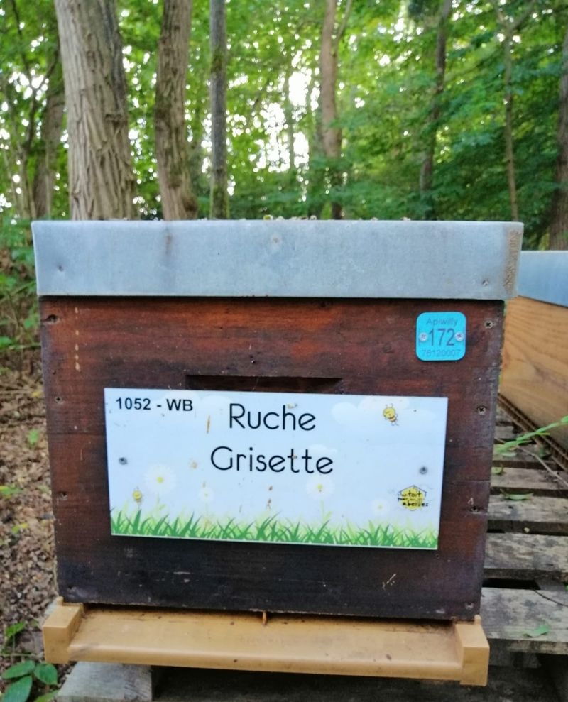 La ruche Grisette