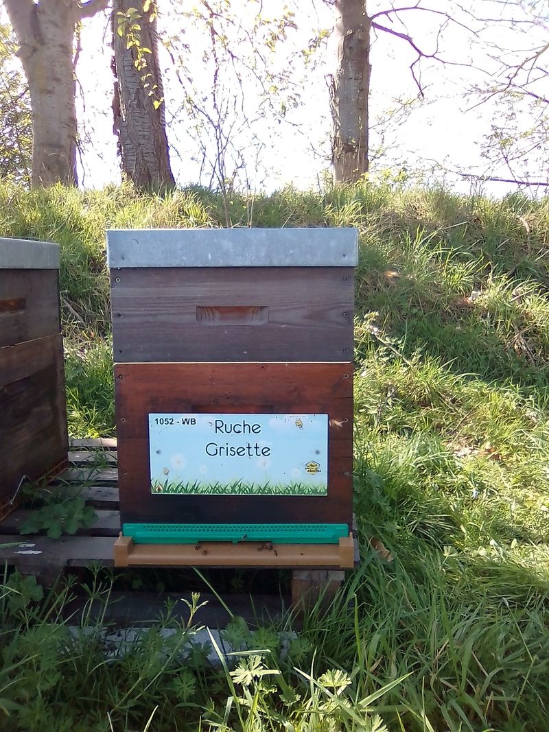La ruche Grisette