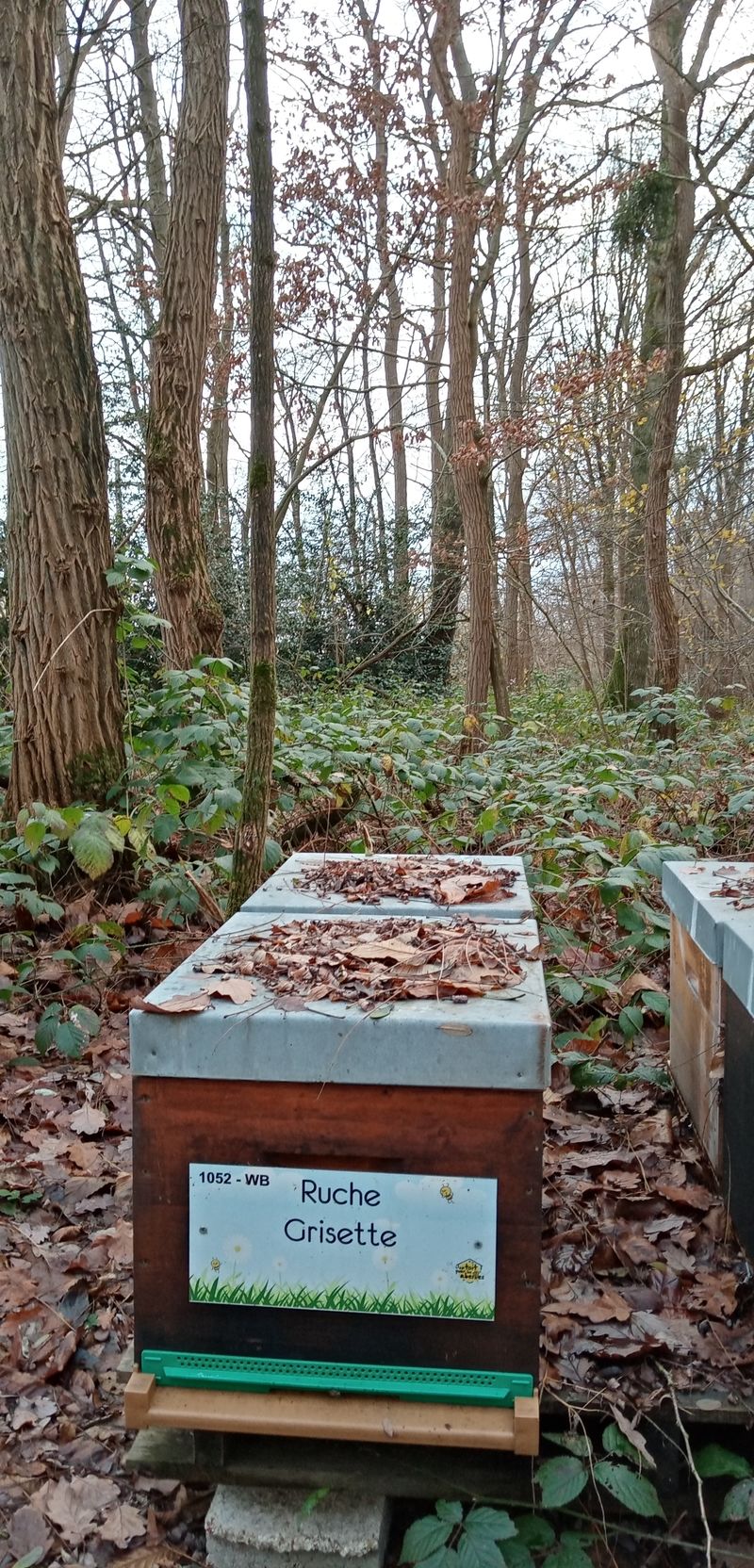 La ruche Grisette
