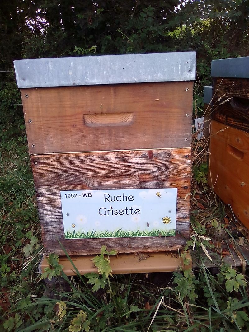 La ruche Grisette