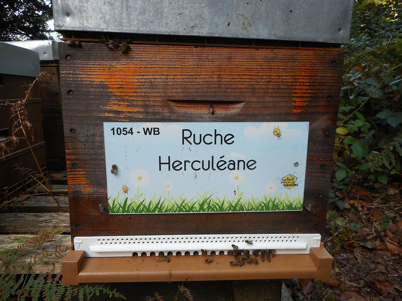 La ruche Herculéane