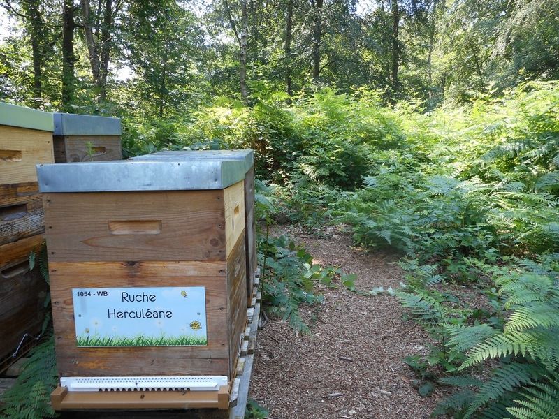 La ruche Herculéane