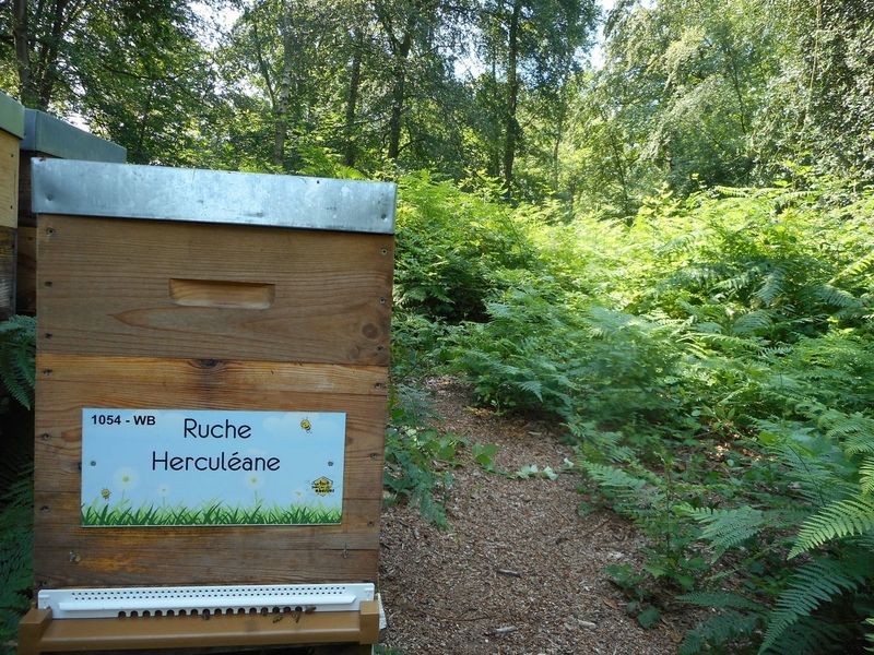 La ruche Herculéane