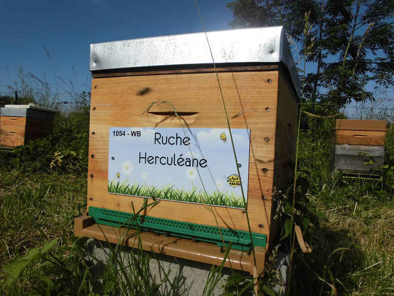 La ruche Herculéane