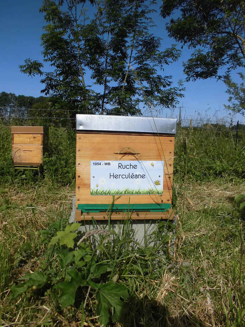 La ruche Herculéane